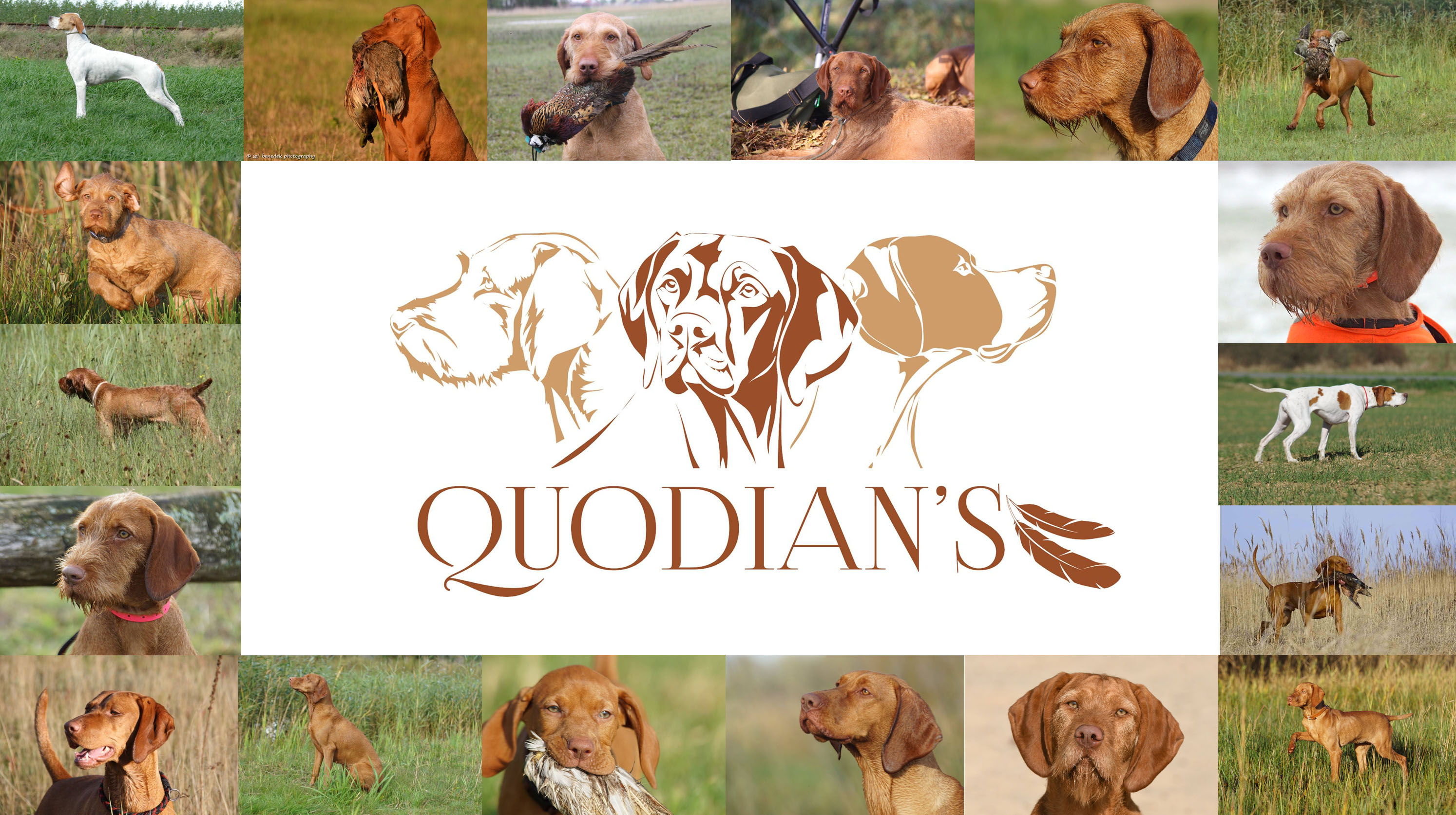 quodian's vizlsa's